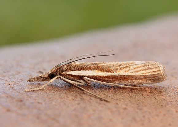 63.089 BF1305 Agriphila tristella