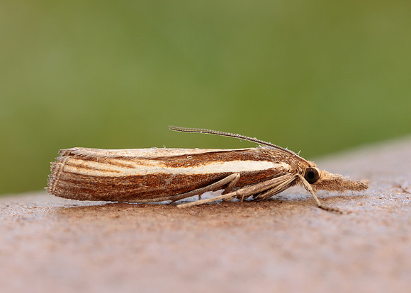 63.089 BF1305 Agriphila tristella