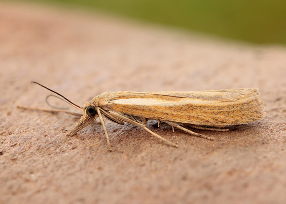 63.089 BF1305 Agriphila tristella