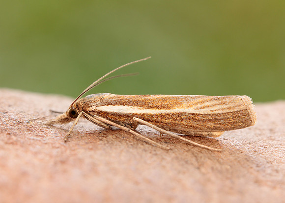 63.089 BF1305 Agriphila tristella