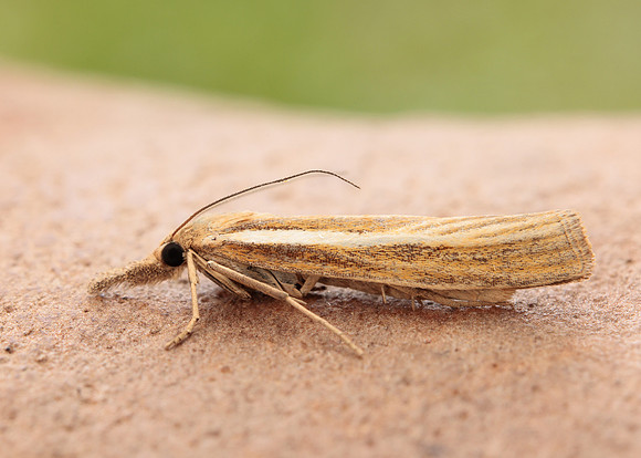 63.089 BF1305 Agriphila tristella