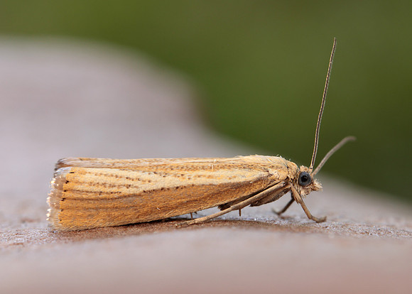 63.093 BF1304 Agriphila straminella