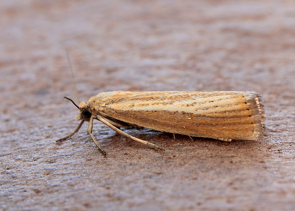63.093 BF1304 Agriphila straminella