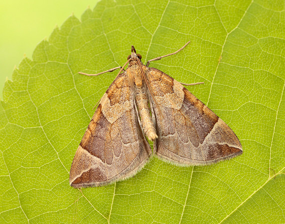 70.090 BF1755 Chevron Eulithis testata
