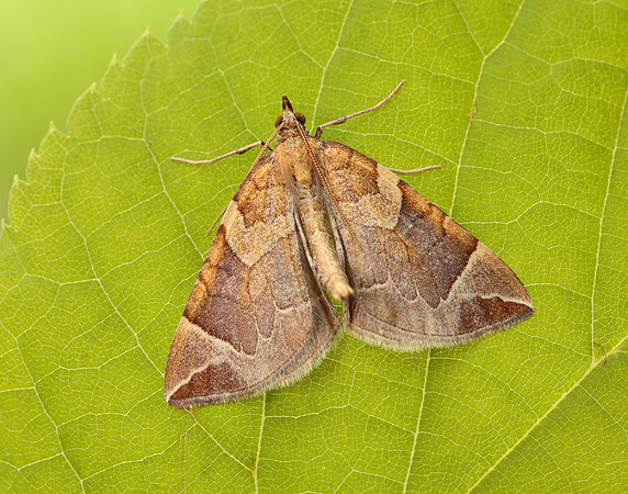 70.090 BF1755 Chevron Eulithis testata