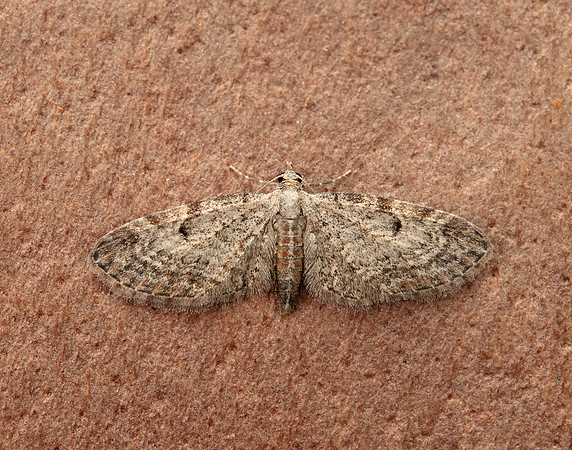 70.147 BF1811 Slender Pug Eupithecia tenuiata