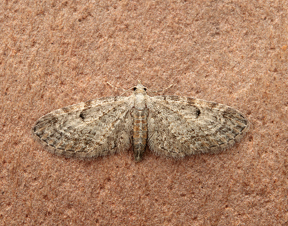 70.147 BF1811 Slender Pug Eupithecia tenuiata