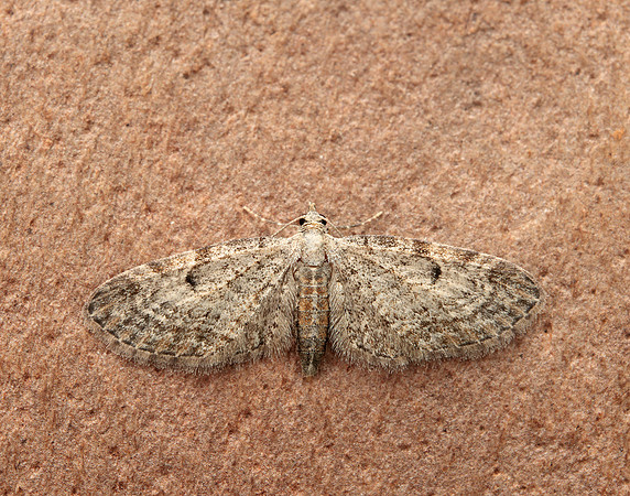 70.147 BF1811 Slender Pug Eupithecia tenuiata