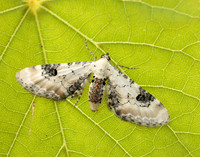 70.173 BF1825 Lime-speck Pug Eupithecia centaureata