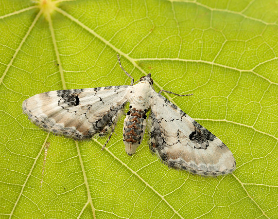 70.173 BF1825 Lime-speck Pug Eupithecia centaureata