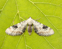 70.173 BF1825 Lime-speck Pug Eupithecia centaureata