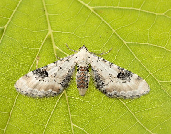 70.173 BF1825 Lime-speck Pug Eupithecia centaureata
