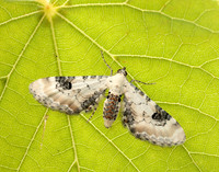 70.173 BF1825 Lime-speck Pug Eupithecia centaureata