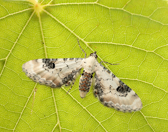 70.173 BF1825 Lime-speck Pug Eupithecia centaureata