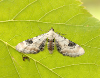 70.173 BF1825 Lime-speck Pug Eupithecia centaureata