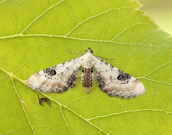70.173 BF1825 Lime-speck Pug Eupithecia centaureata