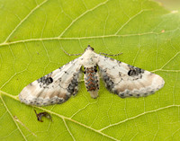70.173 BF1825 Lime-speck Pug Eupithecia centaureata