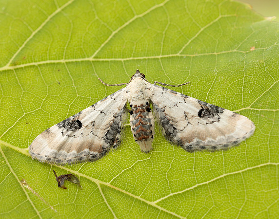 70.173 BF1825 Lime-speck Pug Eupithecia centaureata