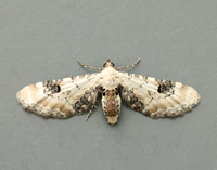 70.173 BF1825 Lime-speck Pug Eupithecia centaureata