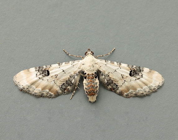 70.173 BF1825 Lime-speck Pug Eupithecia centaureata