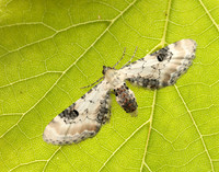 70.173 BF1825 Lime-speck Pug Eupithecia centaureata