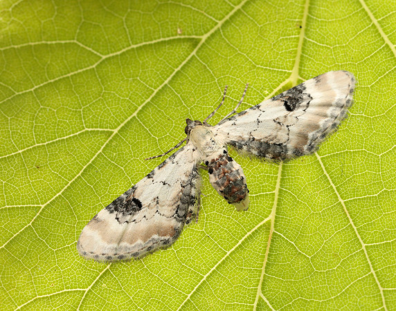 70.173 BF1825 Lime-speck Pug Eupithecia centaureata