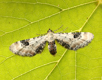 70.173 BF1825 Lime-speck Pug Eupithecia centaureata