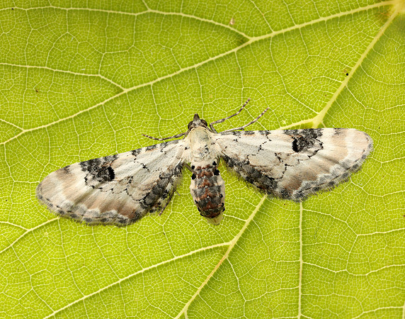 70.173 BF1825 Lime-speck Pug Eupithecia centaureata