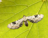 70.173 BF1825 Lime-speck Pug Eupithecia centaureata