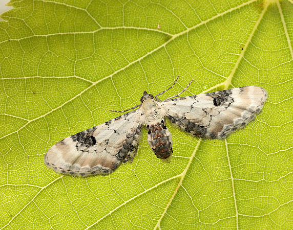 70.173 BF1825 Lime-speck Pug Eupithecia centaureata