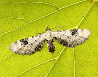 70.173 BF1825 Lime-speck Pug Eupithecia centaureata