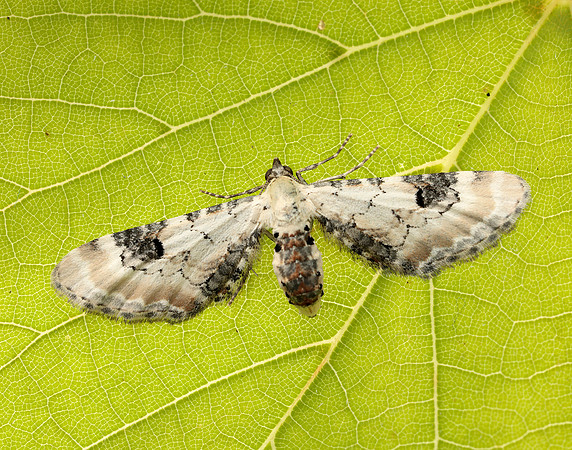 70.173 BF1825 Lime-speck Pug Eupithecia centaureata