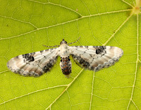 70.173 BF1825 Lime-speck Pug Eupithecia centaureata