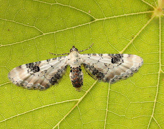 70.173 BF1825 Lime-speck Pug Eupithecia centaureata