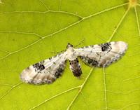 70.173 BF1825 Lime-speck Pug Eupithecia centaureata