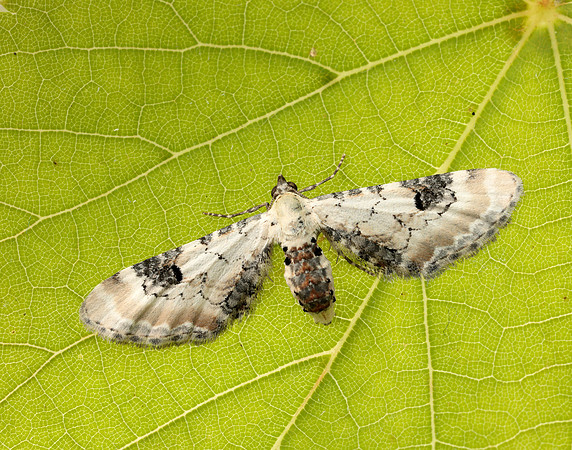 70.173 BF1825 Lime-speck Pug Eupithecia centaureata