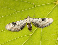 70.173 BF1825 Lime-speck Pug Eupithecia centaureata