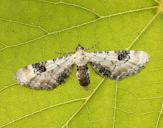 70.173 BF1825 Lime-speck Pug Eupithecia centaureata