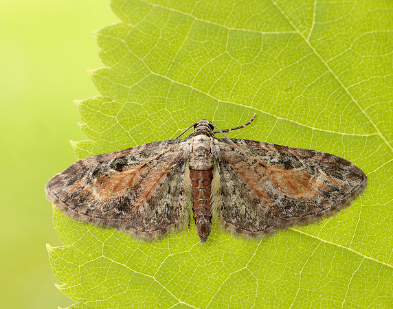 70.187 BF1838 Tawny Speckled Pug Eupithecia icterata