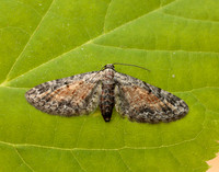70.187 BF1838 Tawny Speckled Pug Eupithecia icterata