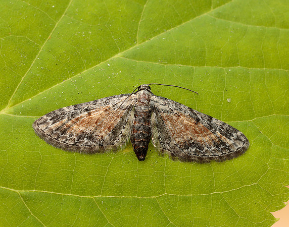 70.187 BF1838 Tawny Speckled Pug Eupithecia icterata