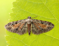 70.187 BF1838 Tawny Speckled Pug Eupithecia icterata