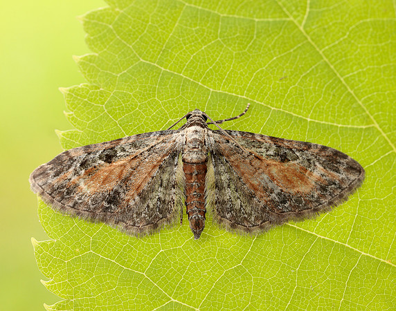 70.187 BF1838 Tawny Speckled Pug Eupithecia icterata
