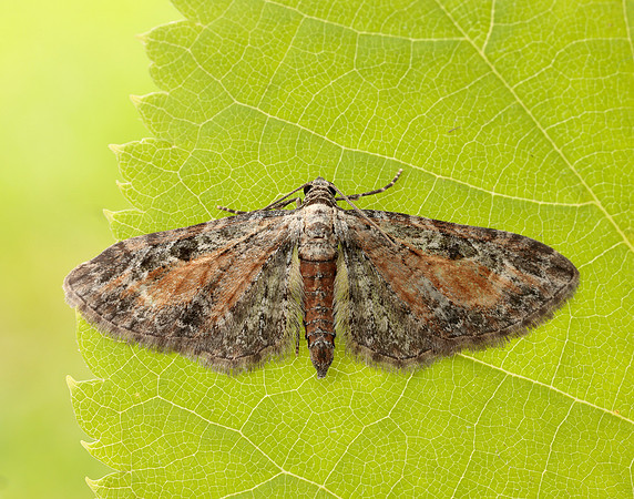 70.187 BF1838 Tawny Speckled Pug Eupithecia icterata