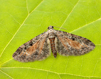70.187 BF1838 Tawny Speckled Pug Eupithecia icterata