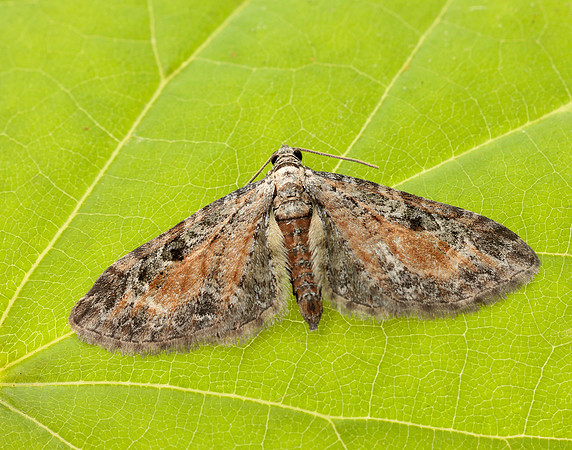 70.187 BF1838 Tawny Speckled Pug Eupithecia icterata