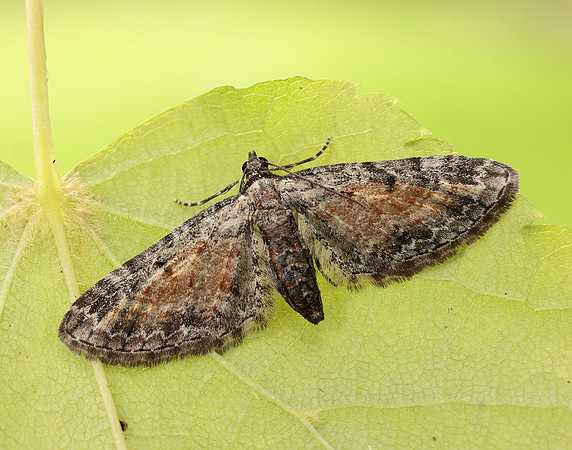 70.187 BF1838 Tawny Speckled Pug Eupithecia icterata