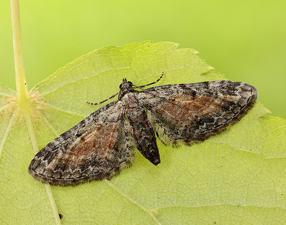 70.187 BF1838 Tawny Speckled Pug Eupithecia icterata