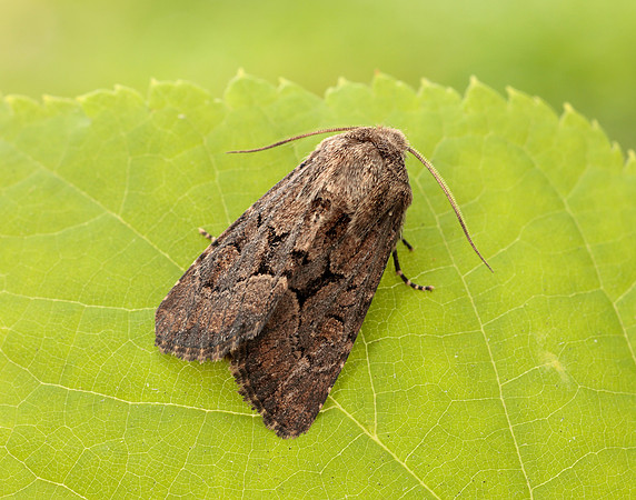 73.131 BF2353 Flounced Rustic Luperina testacea