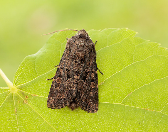 73.131 BF2353 Flounced Rustic Luperina testacea